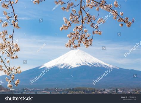 Mount Fuji Cherry Blossom Kawaguchiko Lake Stock Photo 1157506030 ...