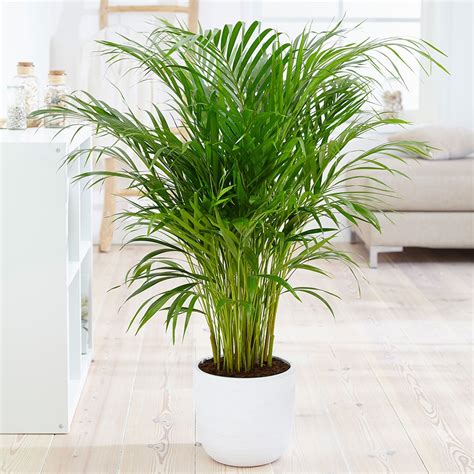 Top 10 Low Maintenance Indoor Plants - Ferns N Petals