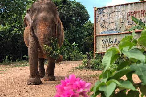 Pattaya Elephant Sanctuary | Thailand | Photo Gallery