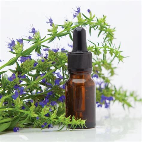 Hyssop Oil at Rs 2750/kilogram | Hyssop Oil in Noida | ID: 7822215148