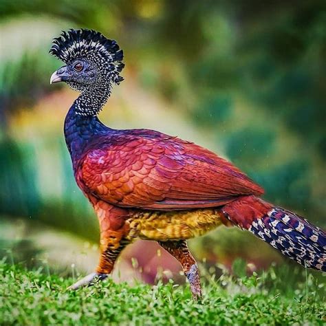 Great Curassow | Animals beautiful, Birds, Beautiful birds