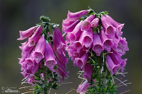 Common Foxglove Photos, Common Foxglove Images, Nature Wildlife ...