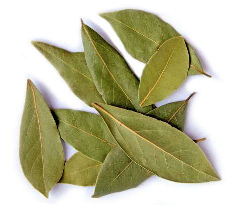 Biodiversity Heritage Library for Europe: Spice of the Week: Bay leaf