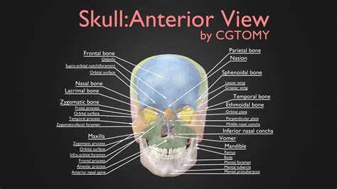 Skull Anterior View - Buy Royalty Free 3D model by CGTOMY [3101811 ...