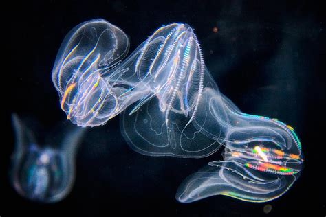 Meet 15 Strange and Mysterious Deep Sea Creatures | KiwiCo