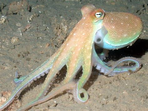 An octopus senses light with its skin | Earth | EarthSky