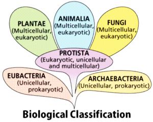 Introduction to Biological Classification: Explanation, Need, Advantage ...