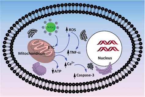 Schematic diagram showing the proposed mechanism of cytotoxicity for ...