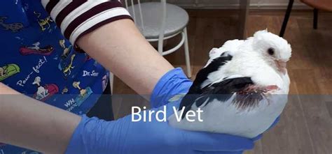 Bird Vet - Emergency Exotic Avian Vet Near Me