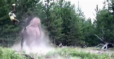 New tourist warnings in wake of Yellowstone bison attack