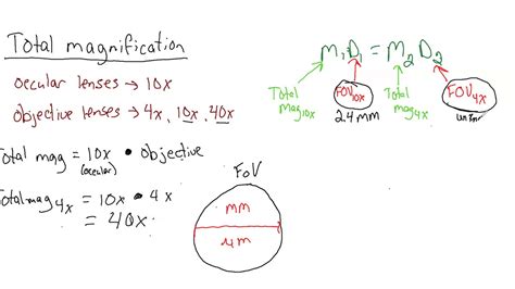 Compound Light Microscope Magnification Calculation | Shelly Lighting