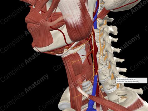 Sternothyroid Muscle | Complete Anatomy