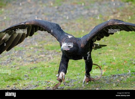 Wedgetail hi-res stock photography and images - Alamy