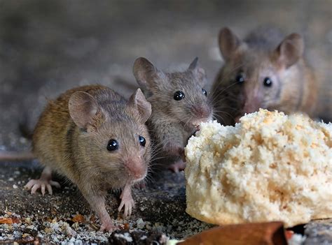 Pictures of Mice: Photo Gallery of Mouse Images | Waltham Pest Services