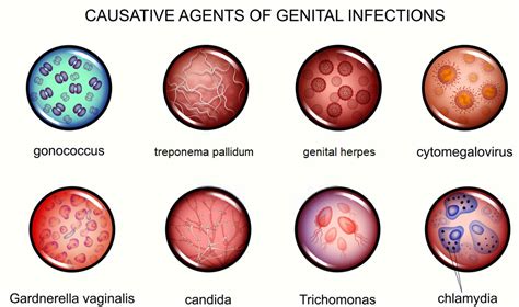 Gardnerella Vaginalis - The Definitive Guide | Biology Dictionary