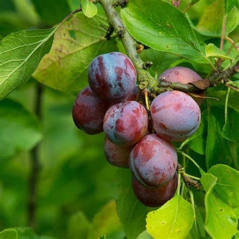 10 Best Fruit Trees to Grow at Home | Family Handyman