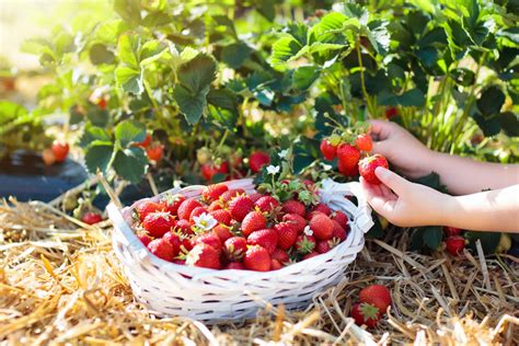 Where to Go Strawberry Picking in Texas (10 Charming U-Pick Farms!)