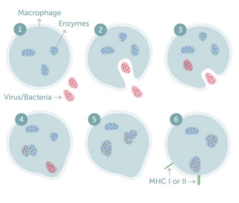 MACROPHAGES: THE FIRST RESPONDER — LumaCyte