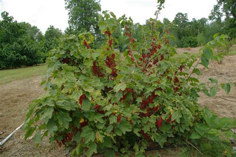 Black Currant Grow - Twin Fruit