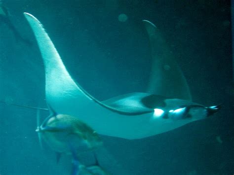 Mobula japanica | Photo from Wikimedia Commons courtesy of Y… | Flickr