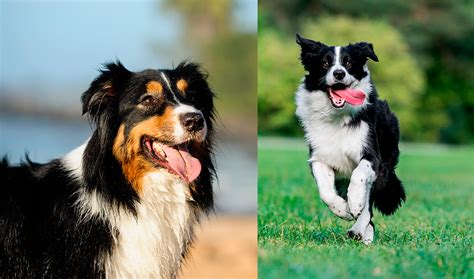 Diferencias entre Pastor australiano y Border collie