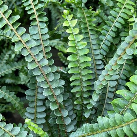 How to Grow Nephrolepis cordifolia 'Duffii' - Lemon Button Fern