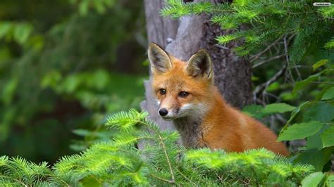 Cute Baby Fox Wallpaper (54+ images)