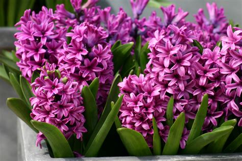 Pink Hyacinths - Flowers Photo (29860384) - Fanpop