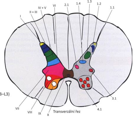 medulla spinalis - seda hmota Diagram | Quizlet