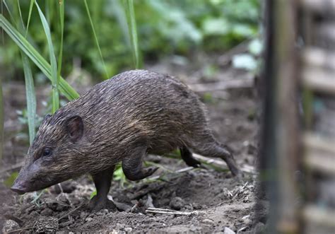 Pygmy hog conservation program – Fundacja Zoo Wrocław DODO