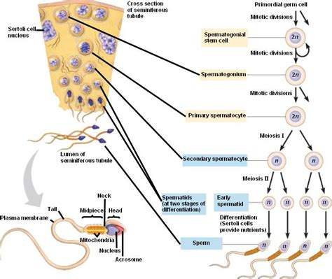 Fertilization, Oogenesis, and Spermatogenesis