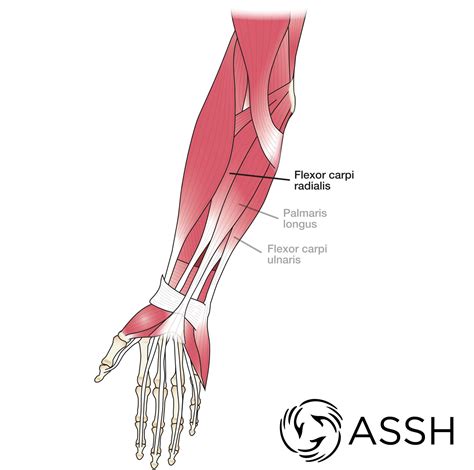 Hand Anatomy Flexor Tendons