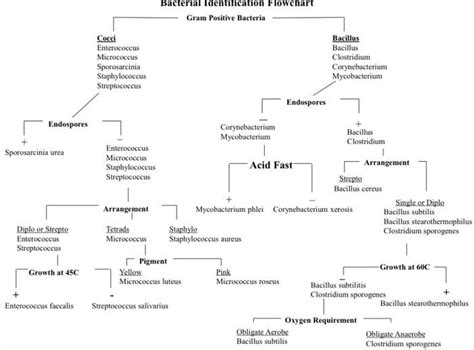 Solved Gram-negative bacilli (part B) 25°C 37'C | Chegg.com