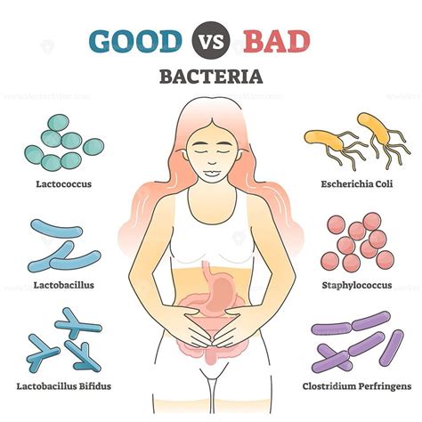 Good vs bad bacteria as gut flora examples in educational outline ...