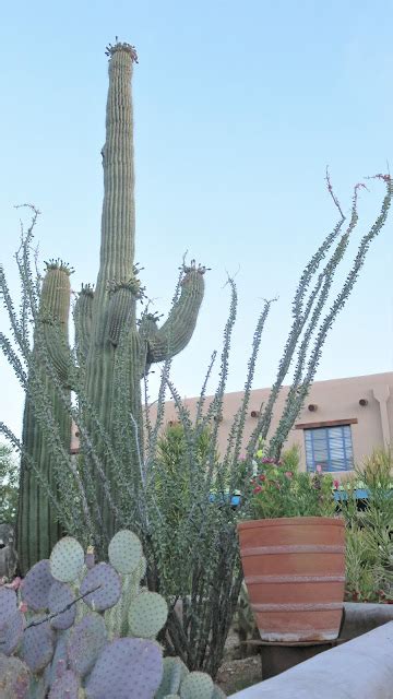 Living Rootless: Tucson, AZ: Sunset at Hacienda del Sol