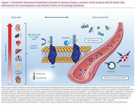 Schematic Overview of Neprilysin | Radcliffe Vascular