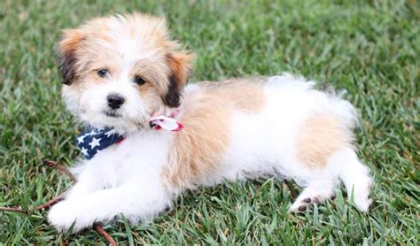 Best 12 Hypoallergenic Mixed Dog Breeds | Puppies Club