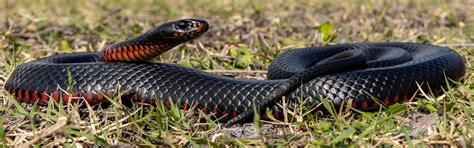 Check out our Red-Bellied Black Snake at Australia Zoo