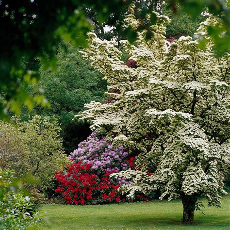 Fast Growing Trees For Privacy