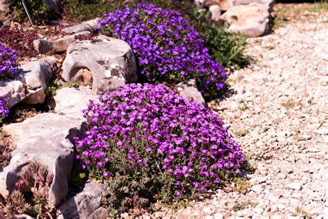 12 Plants for a Rock Garden | BBC Gardeners World Magazine