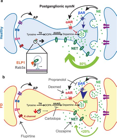 Model In healthy postganglionic sympathetic neurons (symNs) (a ...