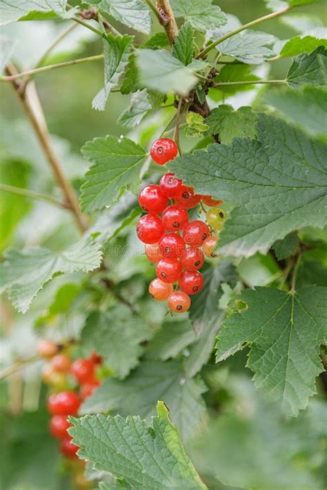 Fresh Organic Redcurrant On Bush Stock Image - Image of redcurrant ...