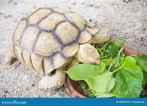 Giant Turtle Eating Vegetables in Tray Stock Photo - Image of vegetable ...