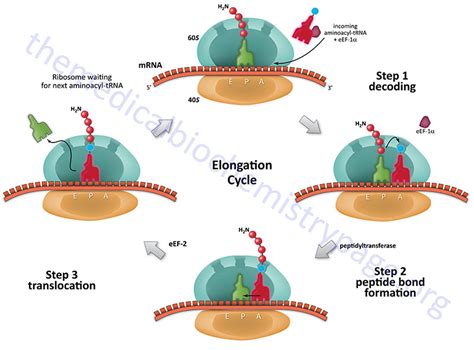 Elongation Factor Tu