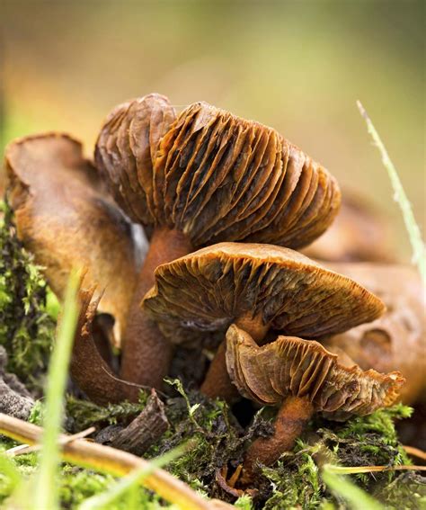 7 of the World’s Most Poisonous Mushrooms | Britannica