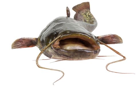 Catfish Regulation Doesn’t Pass the Smell Test – InsideSources