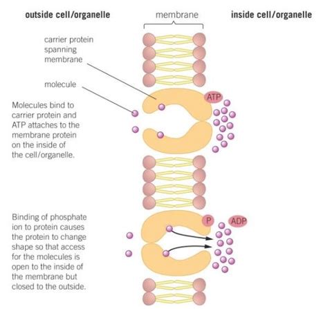 Active Transport Diagram