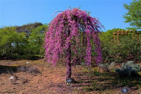 Redbud, Weeping 'Covey' | Ornamental Trees | Trees | Plants & Flowers ...