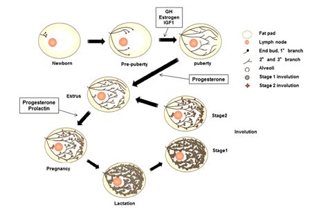 Development & Reproduction