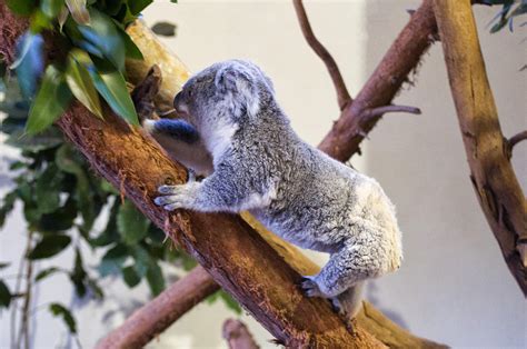 Koala climbing tree Digital Art by Chris Flees